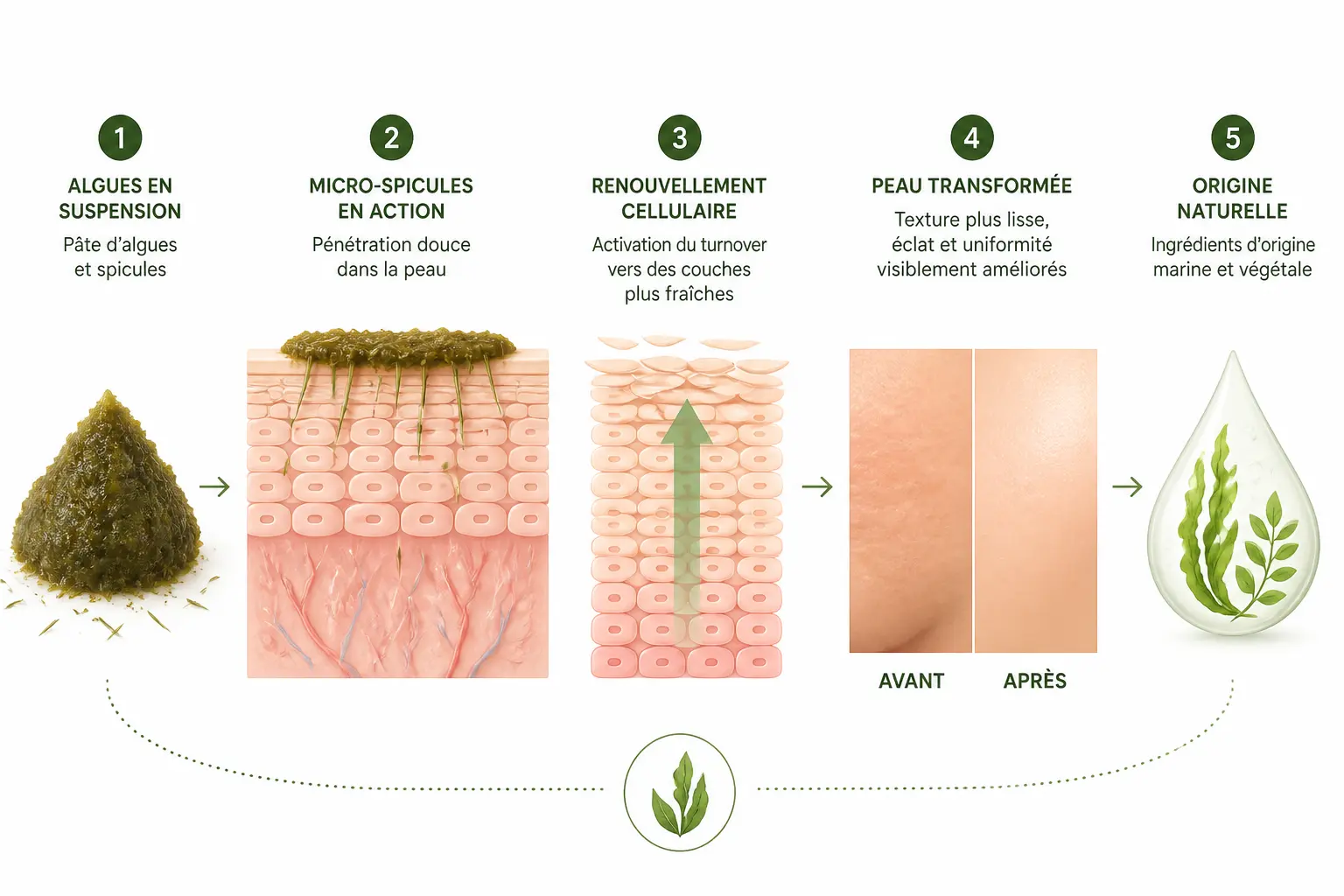Peeling aux algues : schéma minimaliste montrant des micro-spicules, le renouvellement cellulaire et une peau plus lisse.